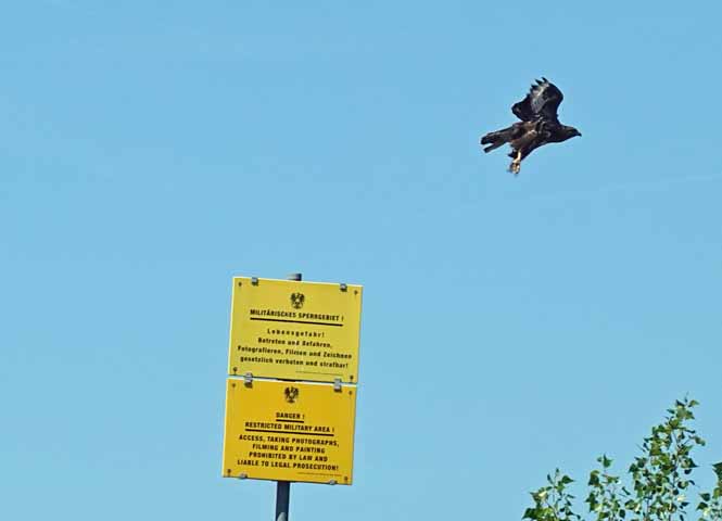 Raubvogel