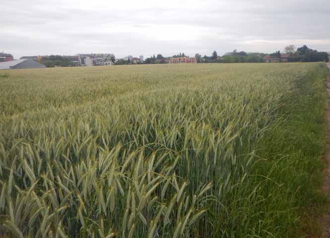 Donaufeld
