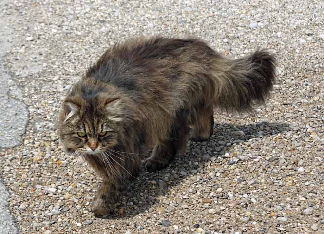 Katze
