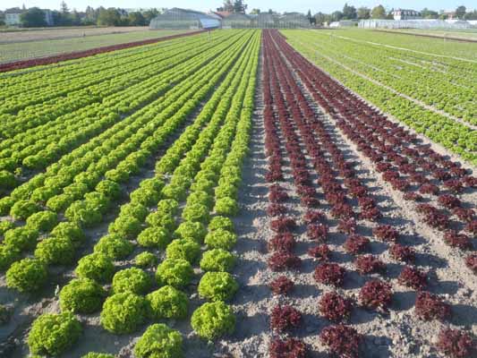 Foto vom 17. August 2011 - Salatfeld