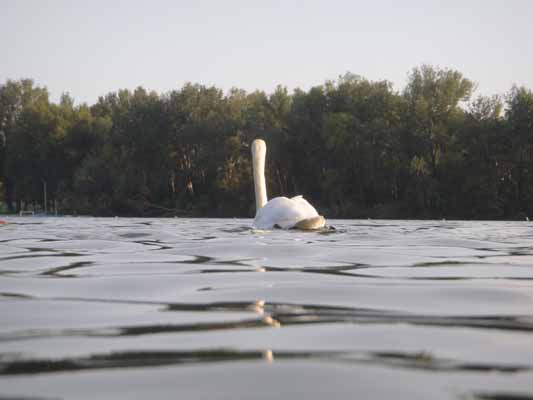 Foto vom 23. August 2011 - Schwan in der Alten Donau