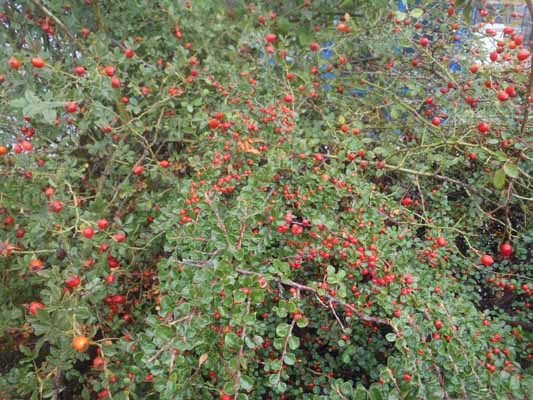 Foto vom 20. September 2011 - Herbstlicher Strauch